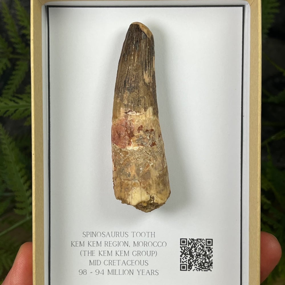 Spinosaurus Tooth
