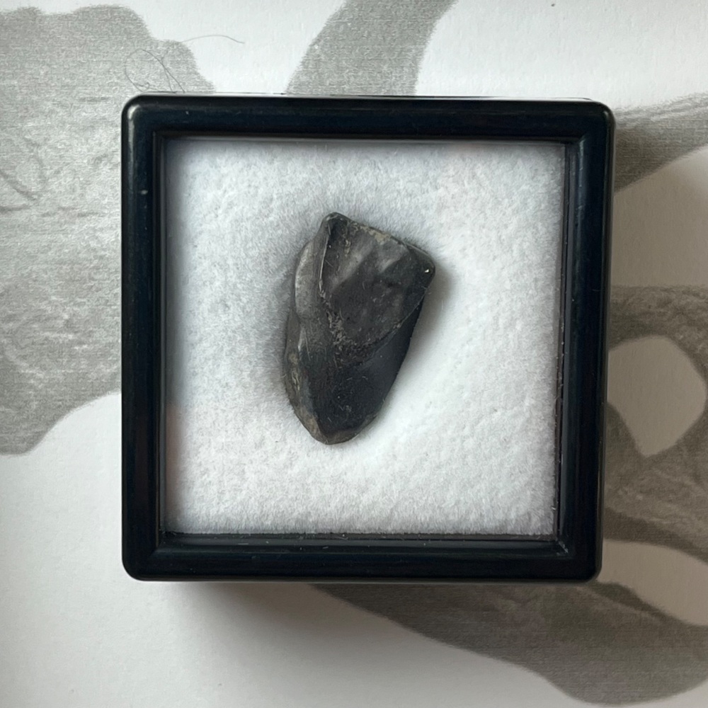 Triceratops Tooth