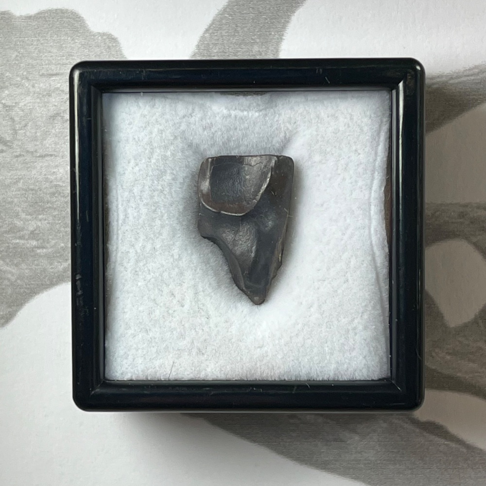 Triceratops Tooth