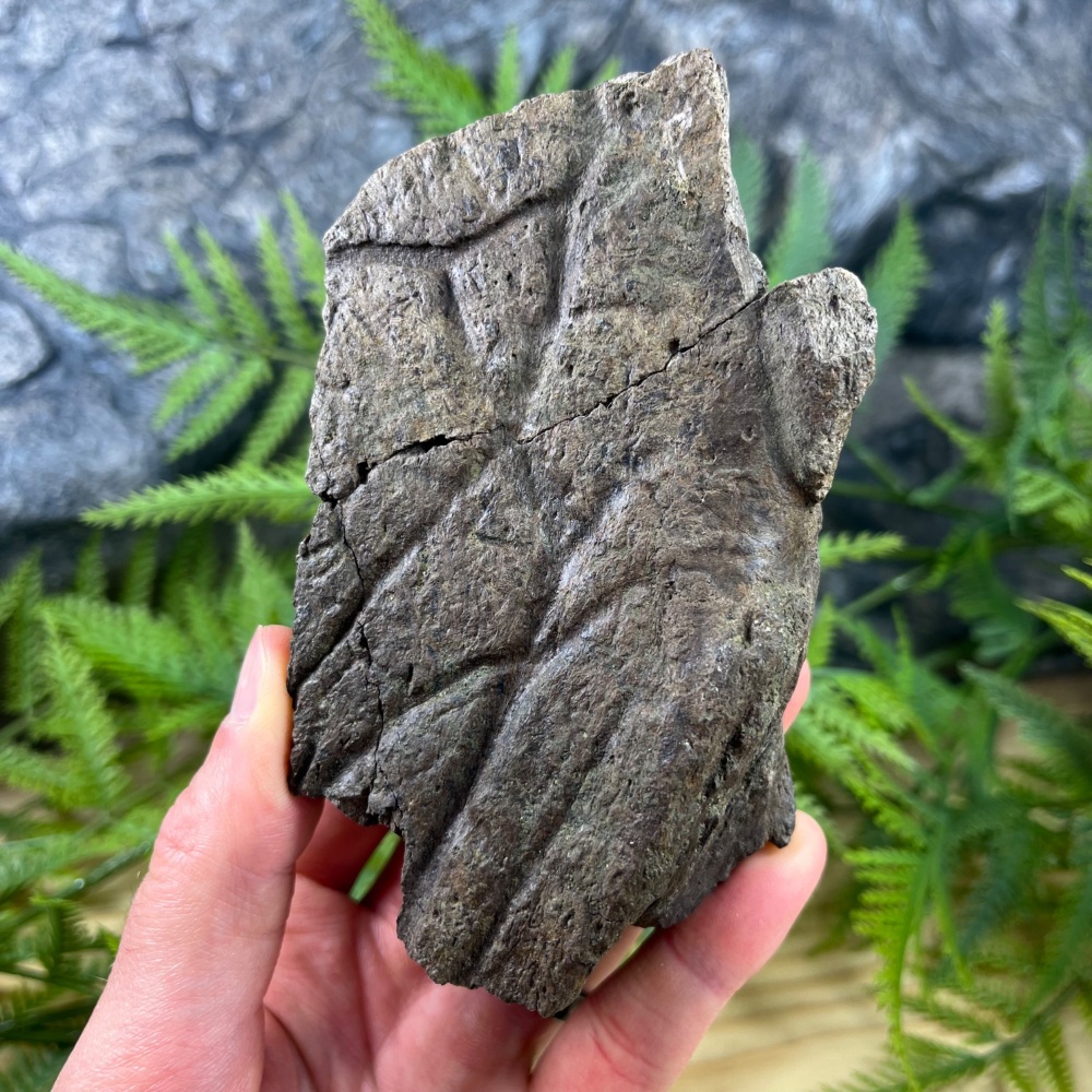 Triceratops Frill