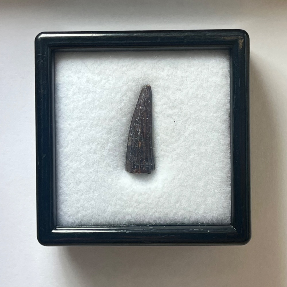 Suchomimus Tooth