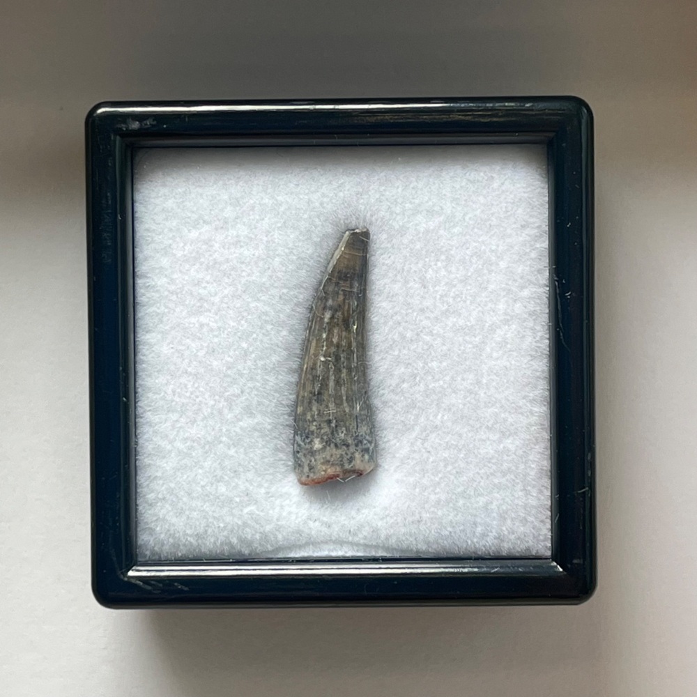 Suchomimus Tooth