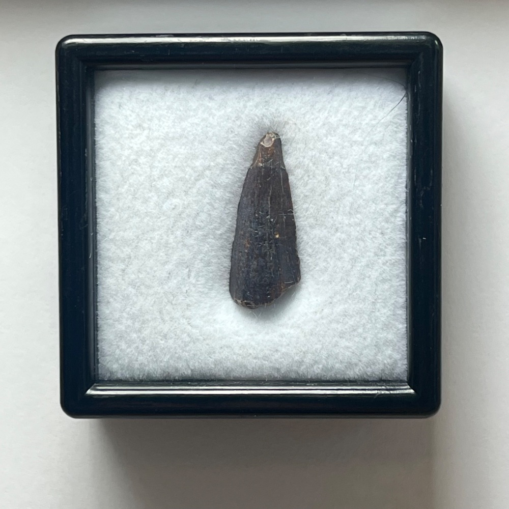 Suchomimus Tooth