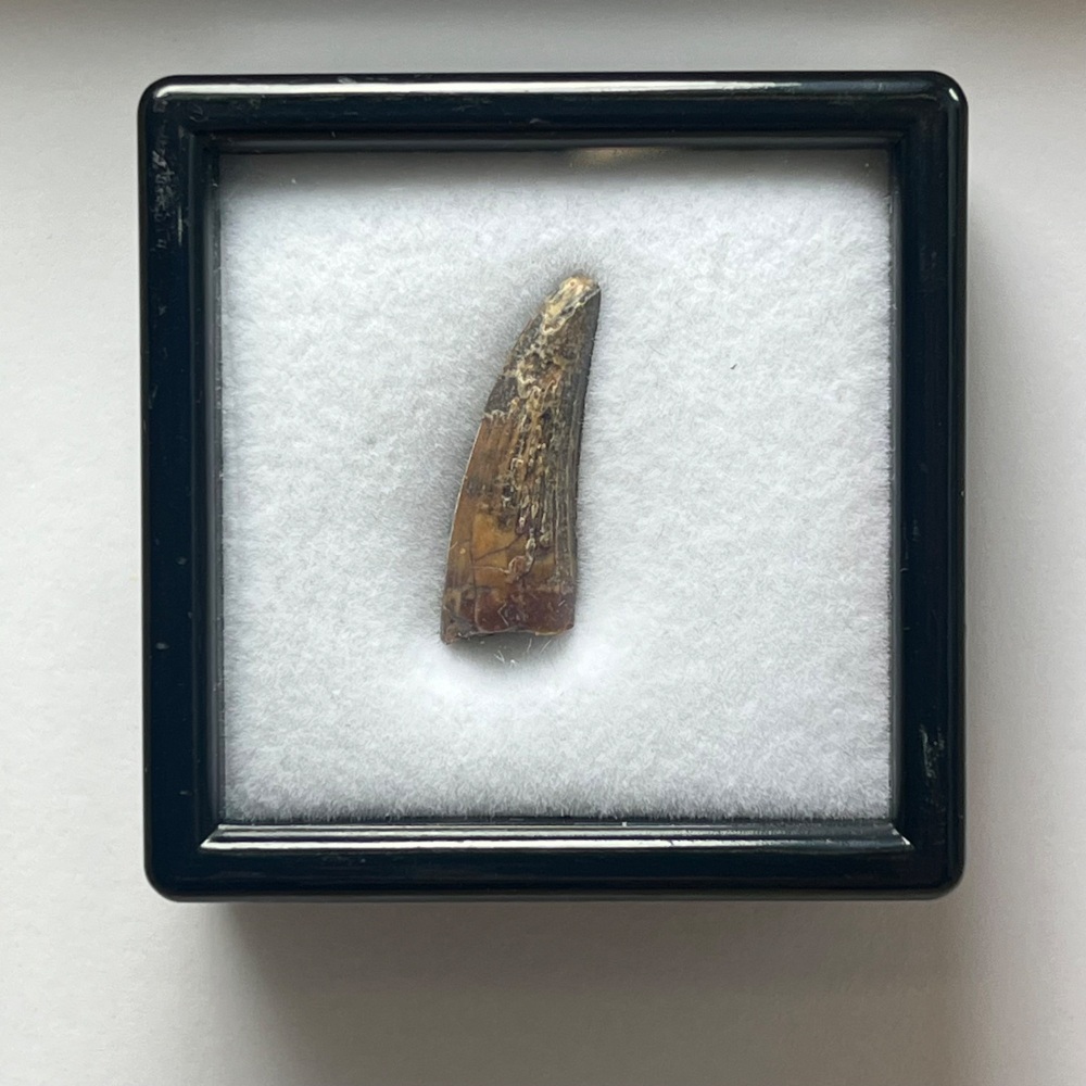 Suchomimus Tooth