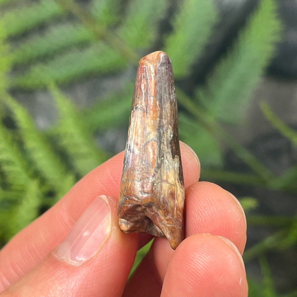 Suchomimus Tooth