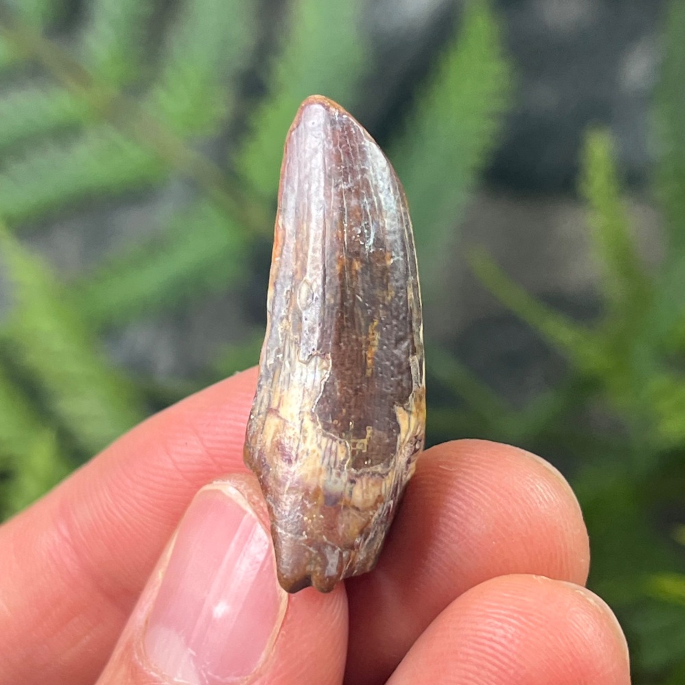 Suchomimus Tooth