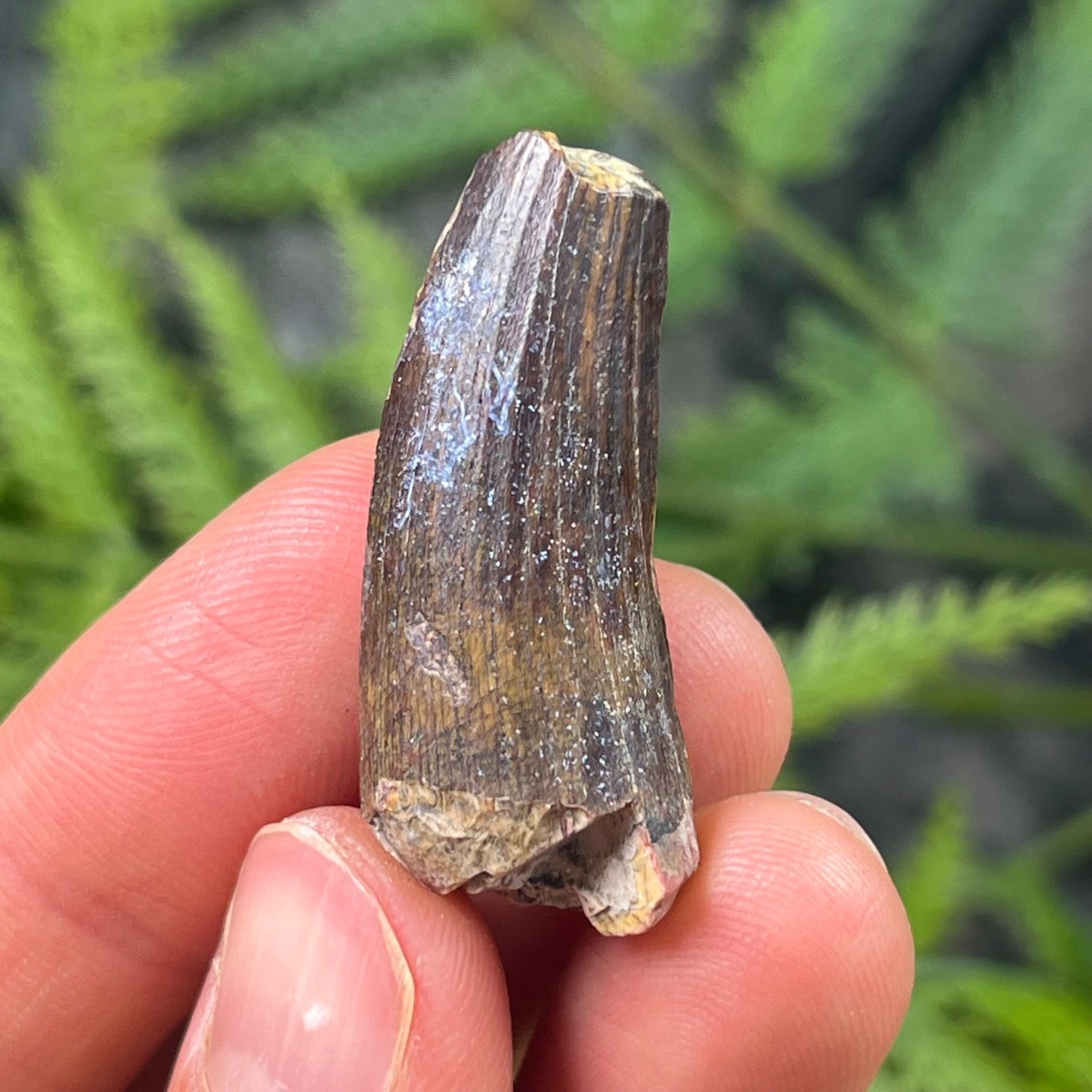 Suchomimus Tooth