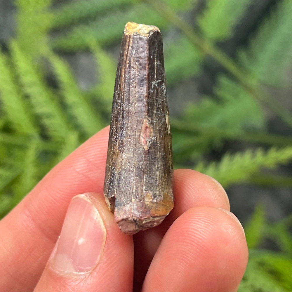 Suchomimus Tooth