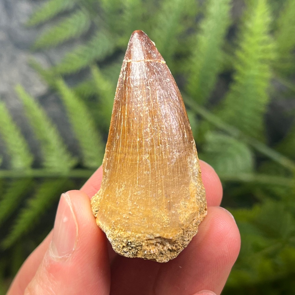 Mosasaur tooth