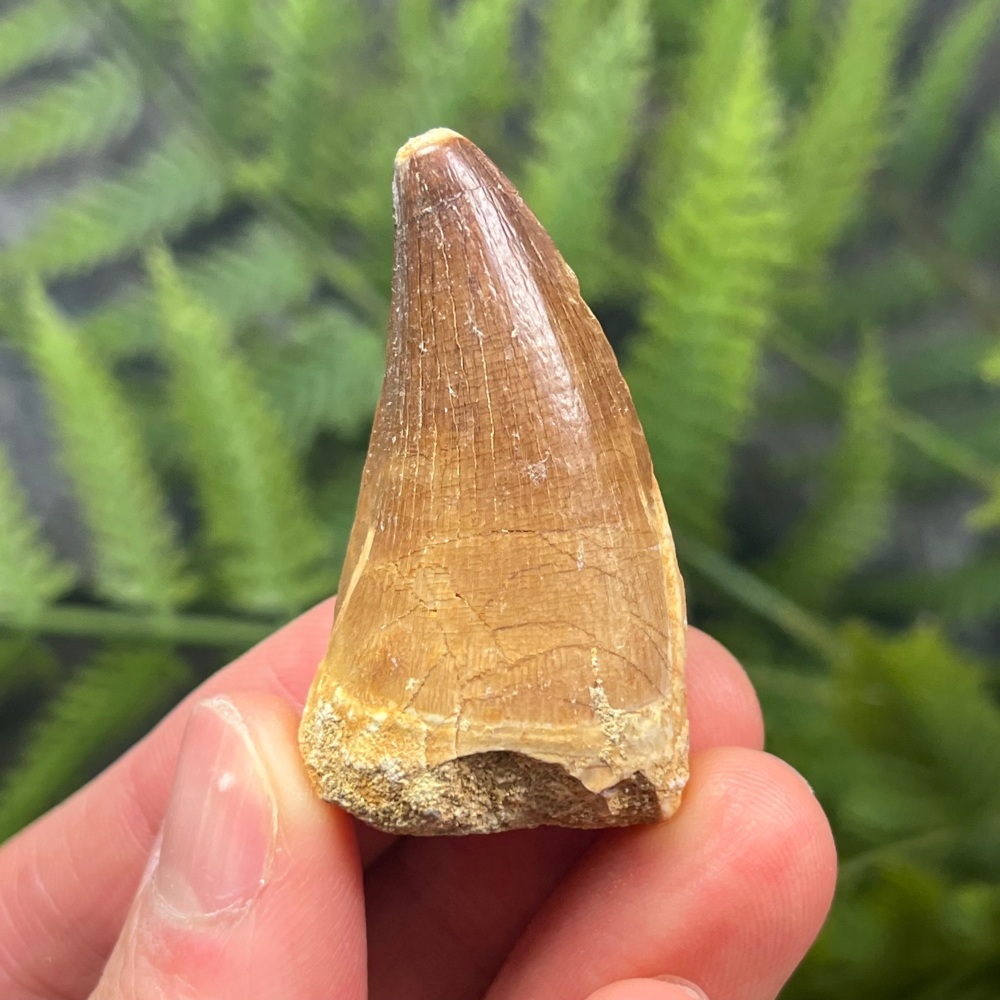 Mosasaur tooth