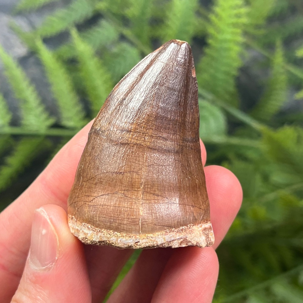 Mosasaur tooth (XL)