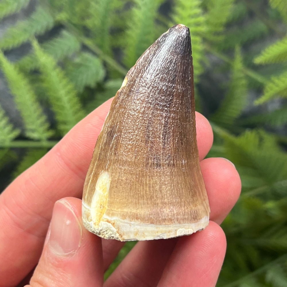 Mosasaur tooth (XL)