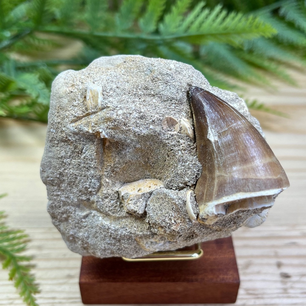 Mosasaur tooth