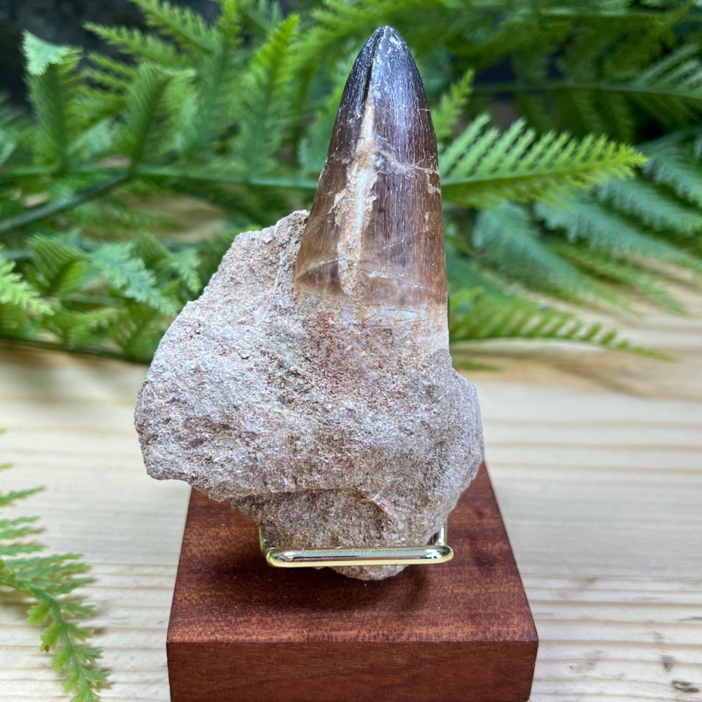 Mosasaur tooth