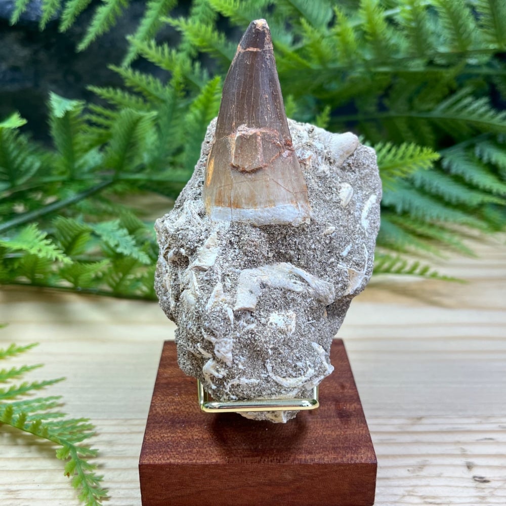 Mosasaur tooth