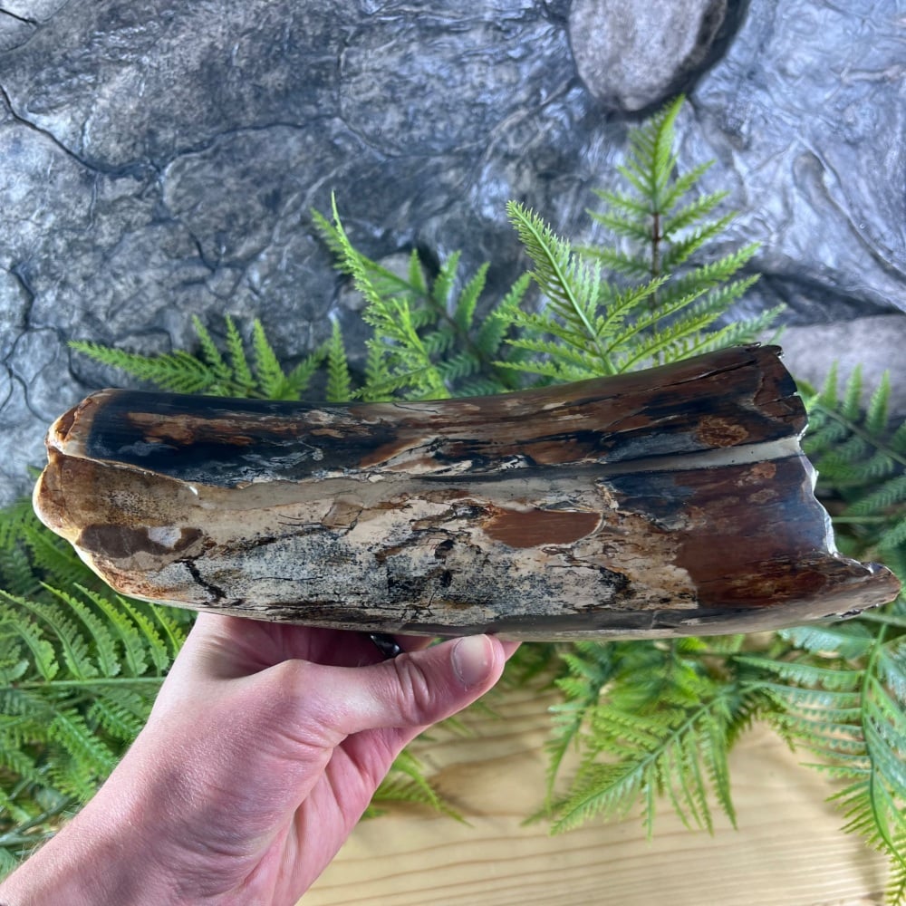 Woolly Mammoth Tusk