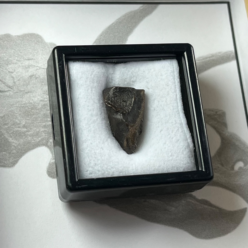 Triceratops Tooth