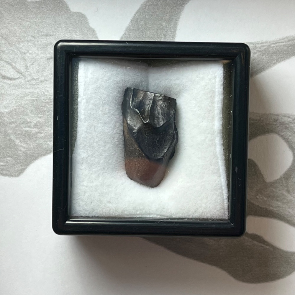 Triceratops Tooth