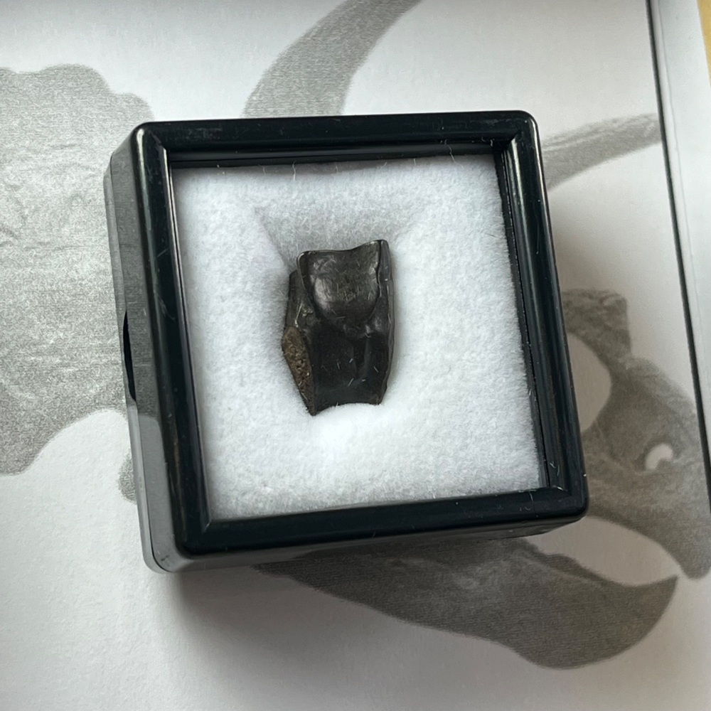 Triceratops Tooth