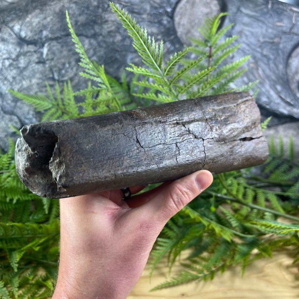 Triceratops Rib Section