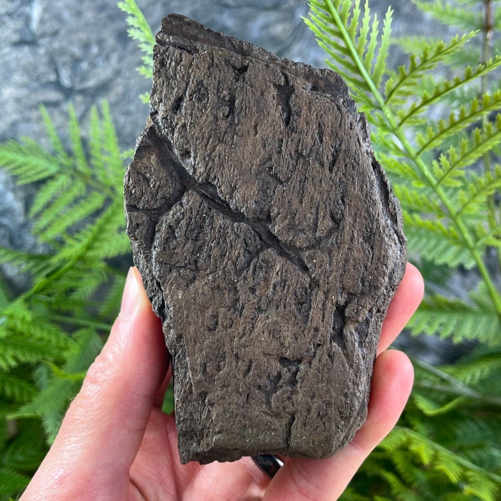 Triceratops Frill