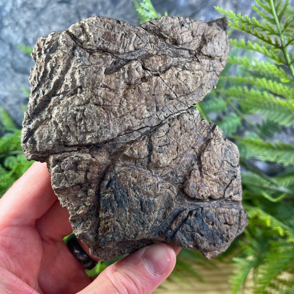 Triceratops Frill