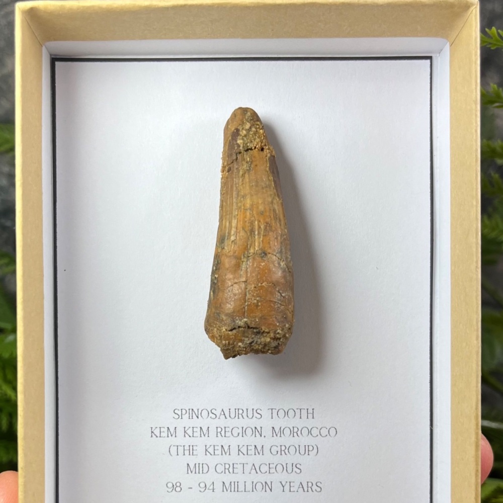 Spinosaurus Tooth