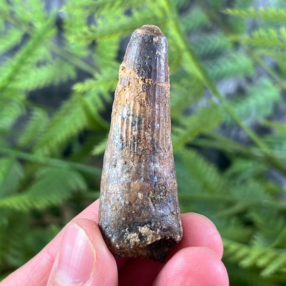 Spinosaurus Tooth