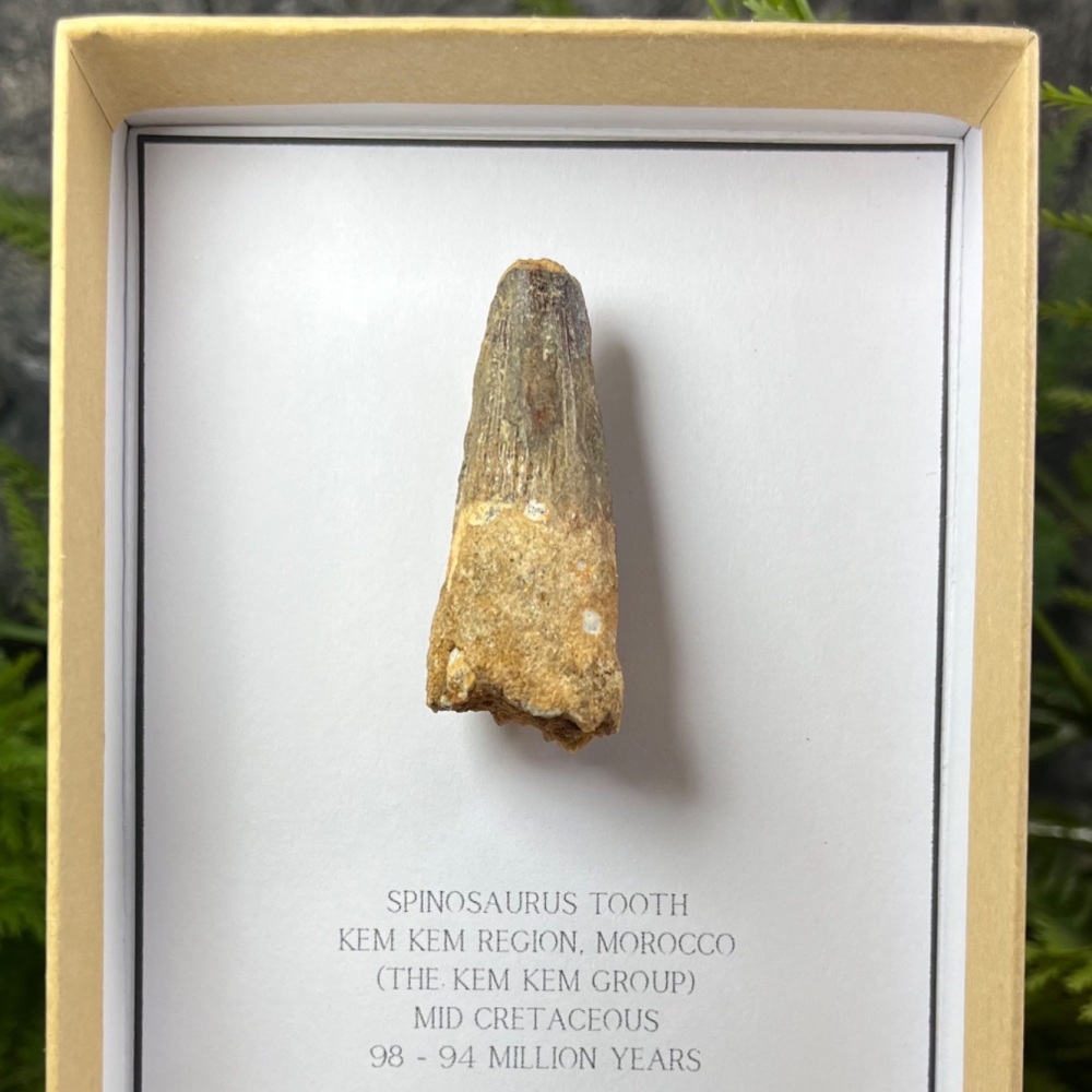 Spinosaurus Tooth