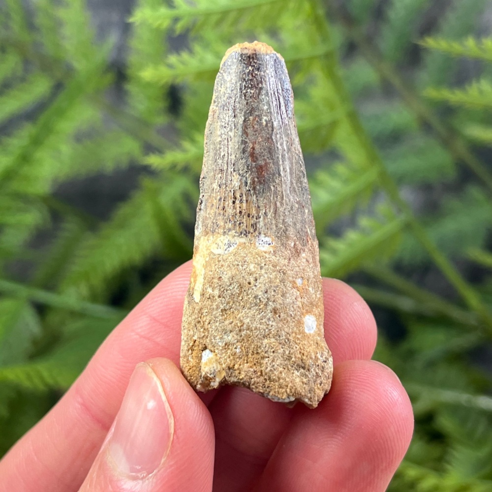 Spinosaurus Tooth