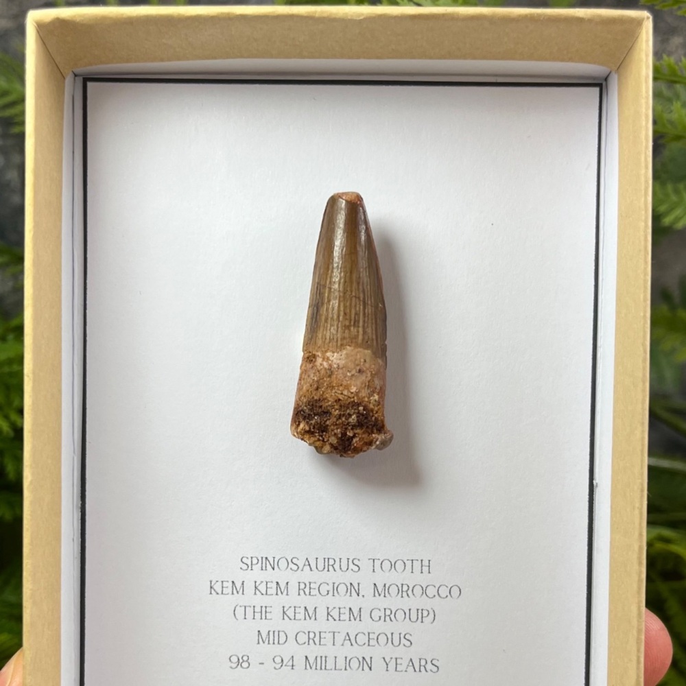 Spinosaurus Tooth