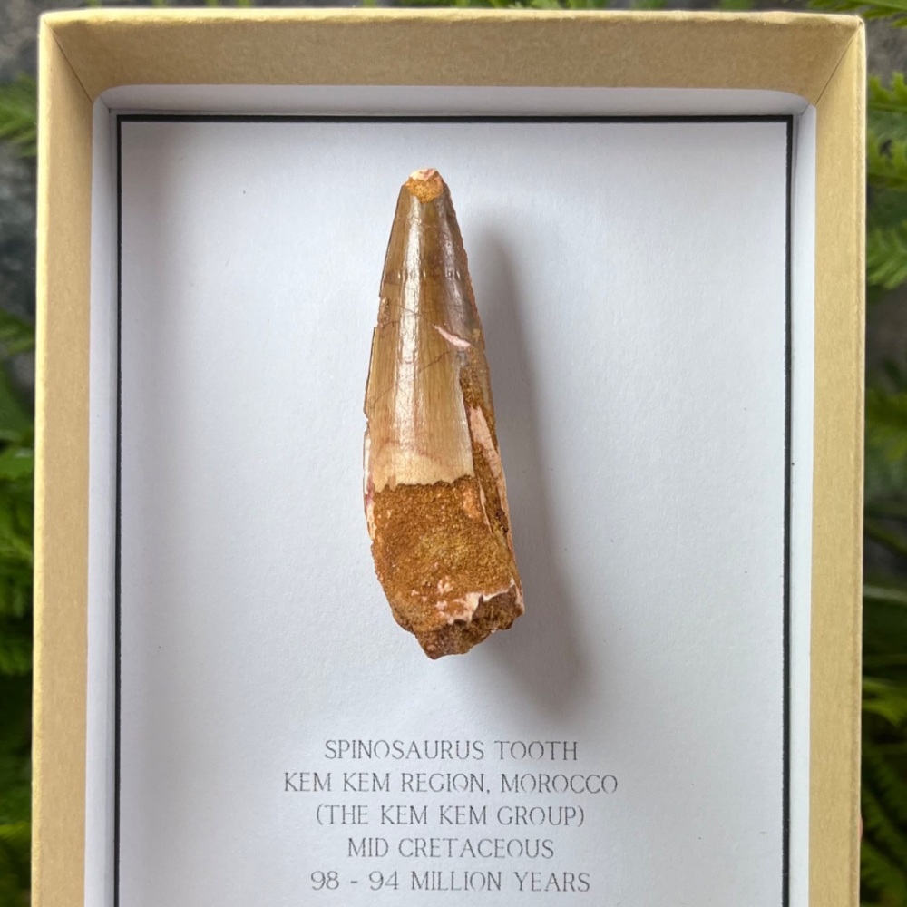 Spinosaurus Tooth