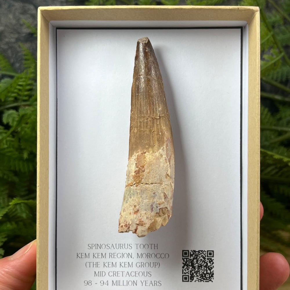 Spinosaurus Tooth
