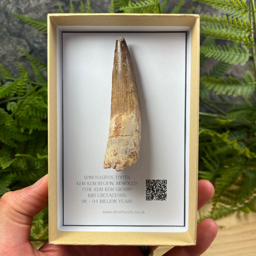 Spinosaurus Tooth