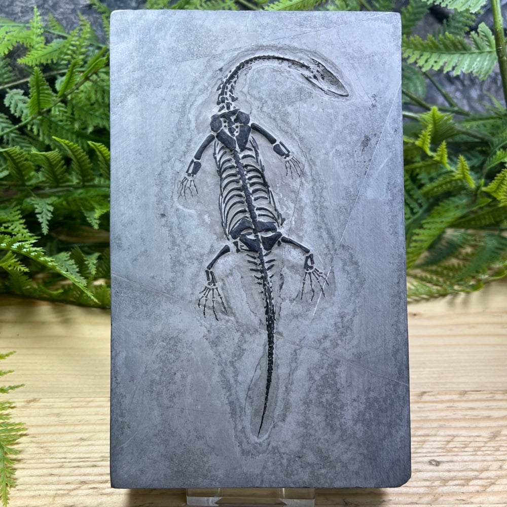 Keichousaurus hui (marine reptile)