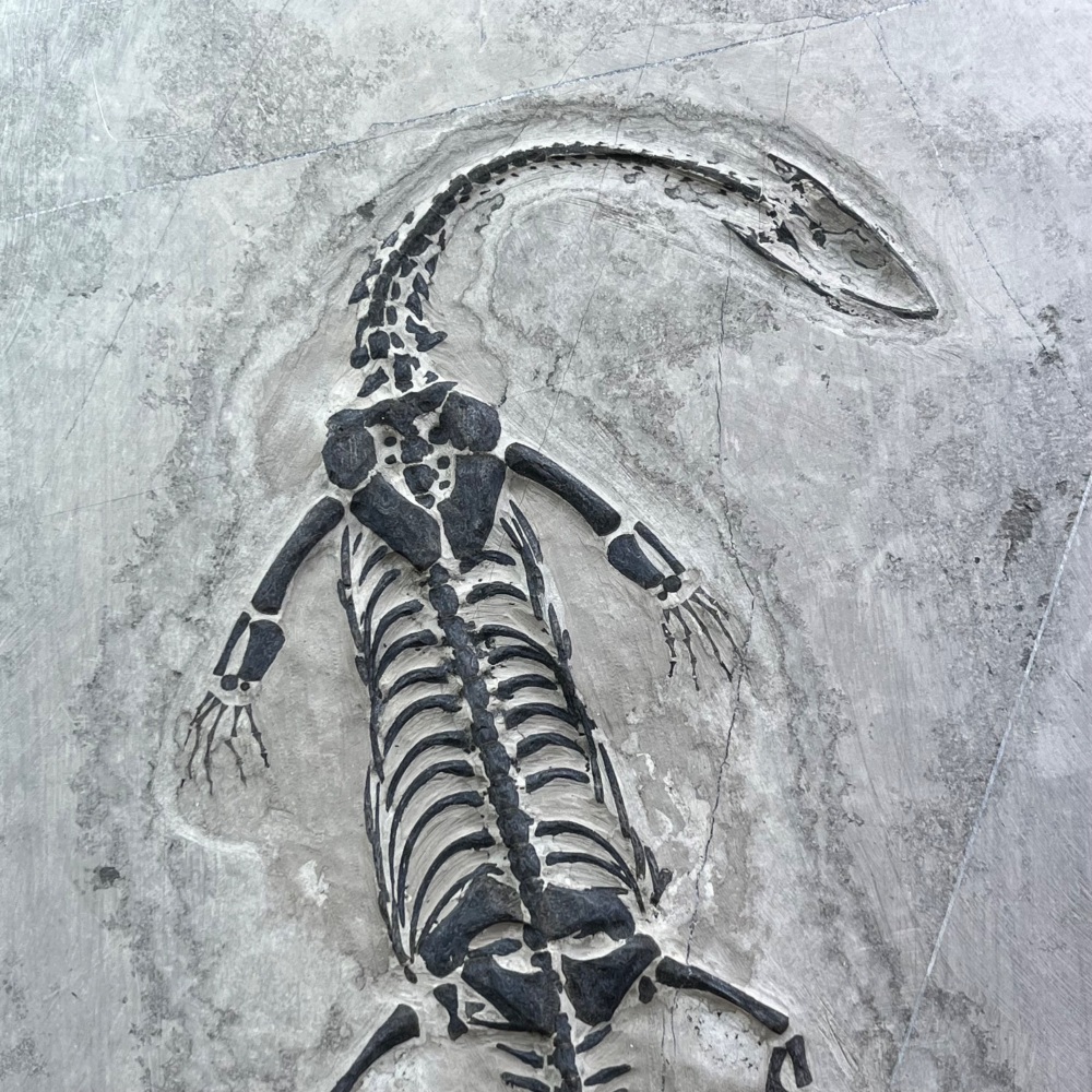 Keichousaurus hui (marine reptile)