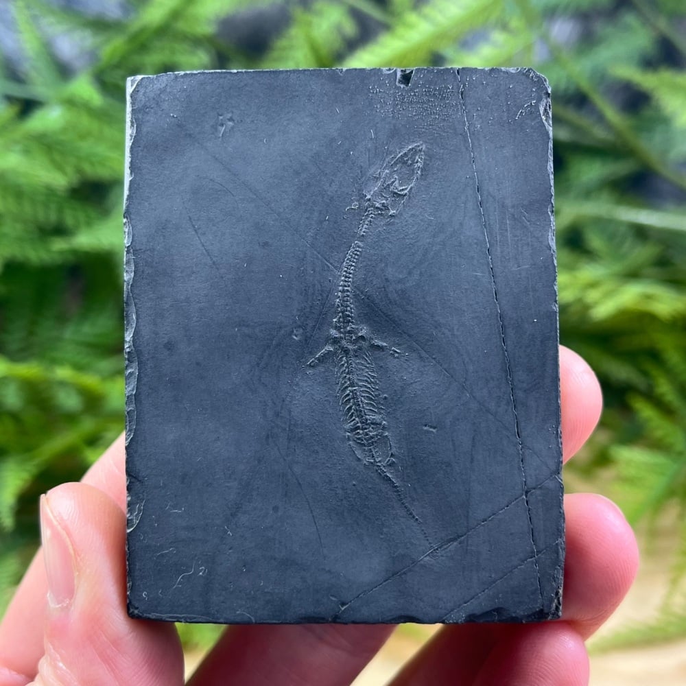 Juvenile Keichousaurus hui (marine reptile)