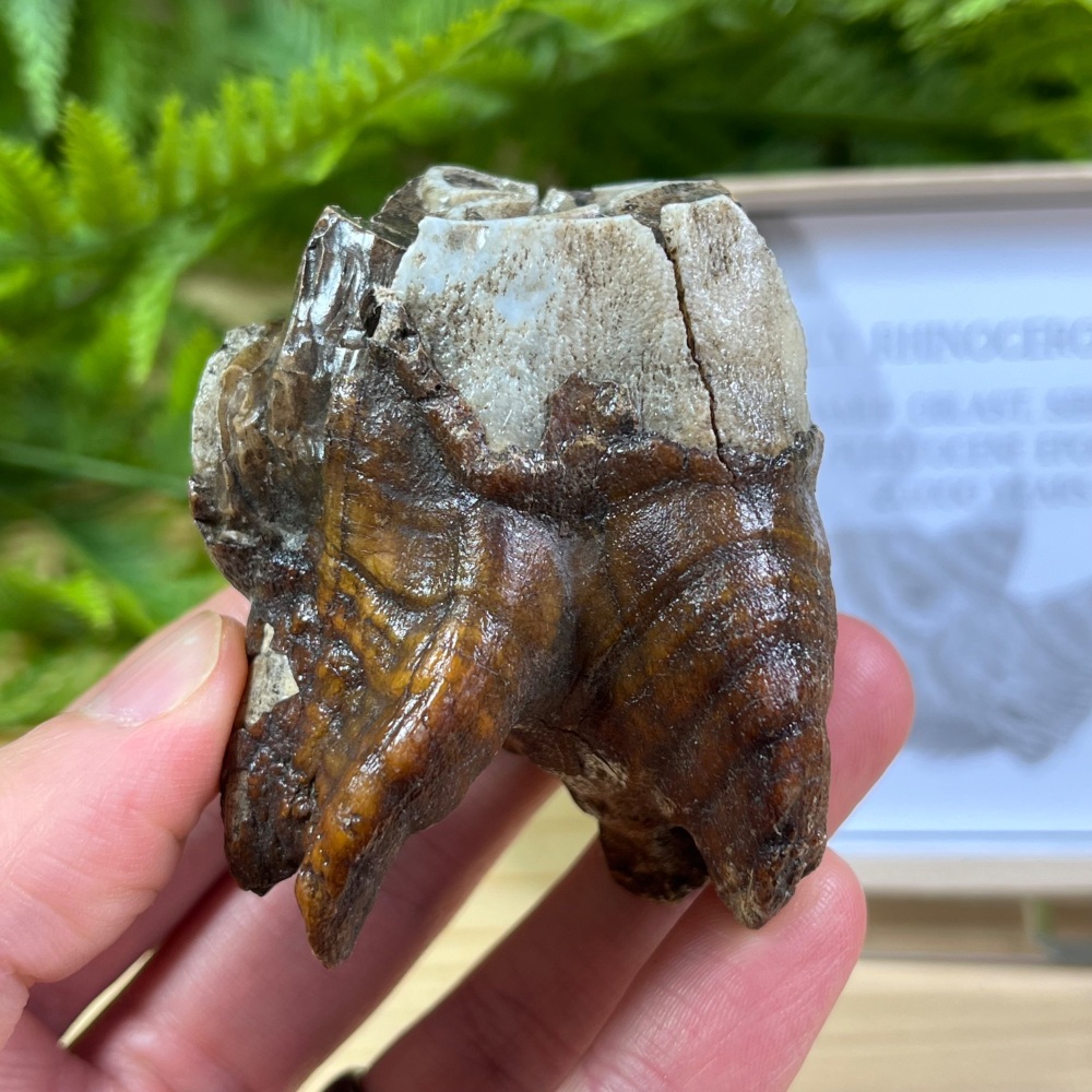 Woolly Rhino Tooth