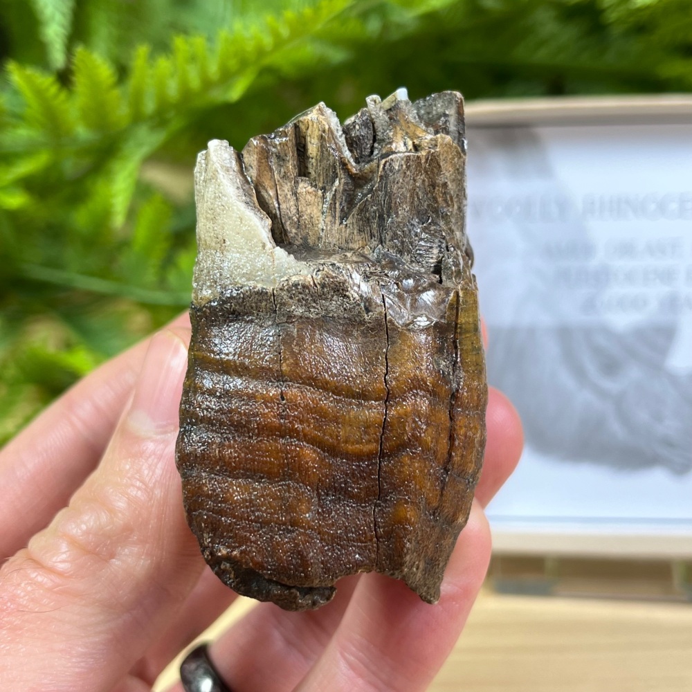 Woolly Rhino Tooth