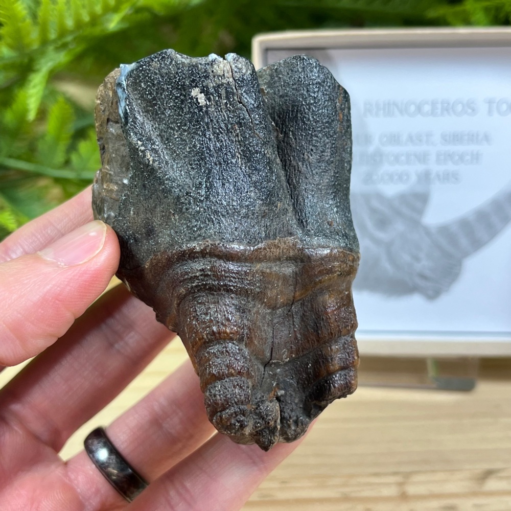 Woolly Rhino Tooth