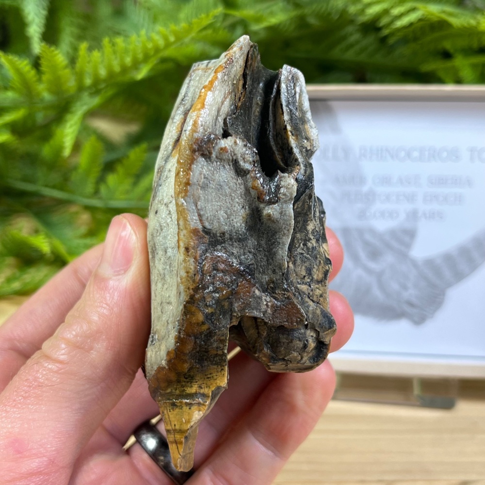 Woolly Rhino Tooth