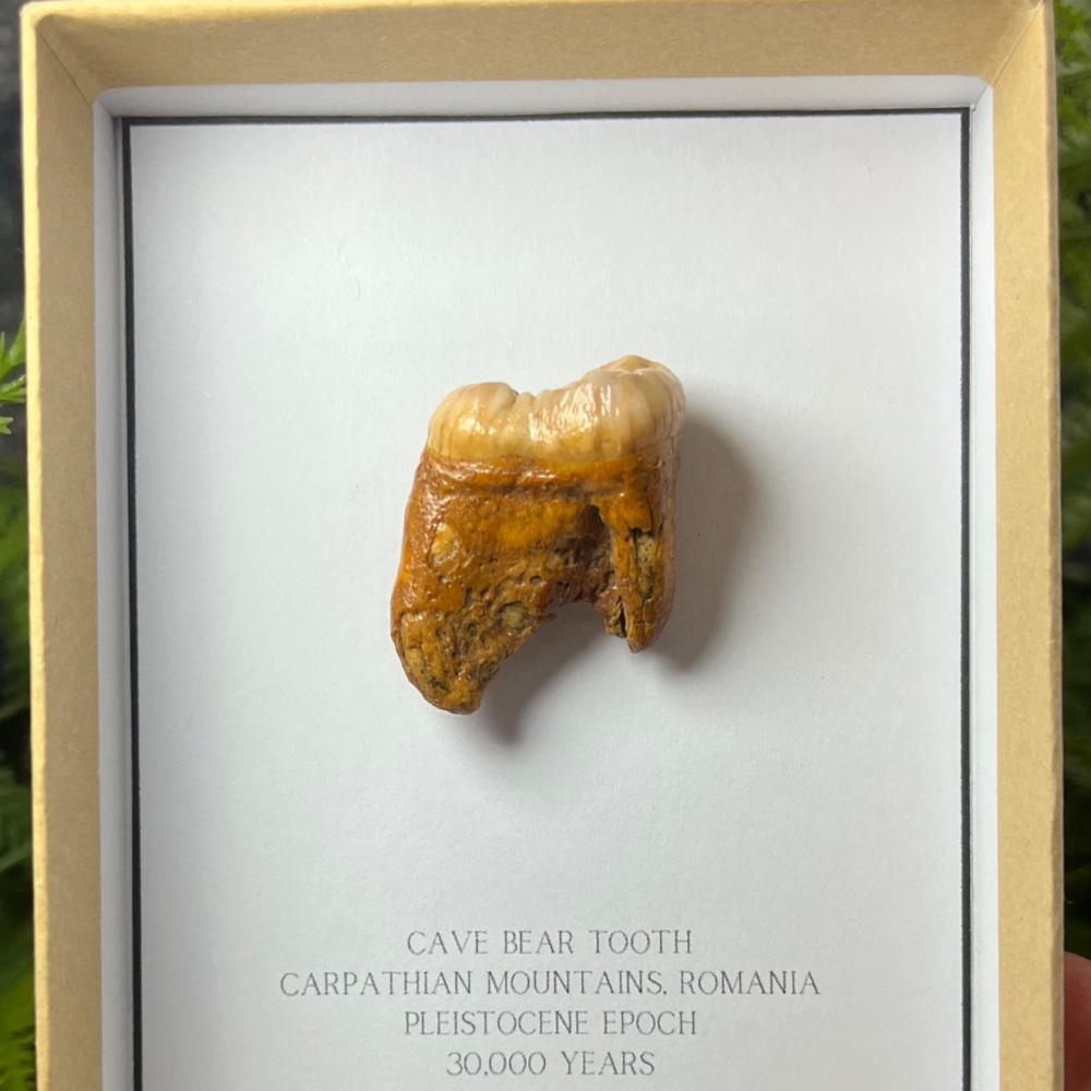 Cave Bear Tooth