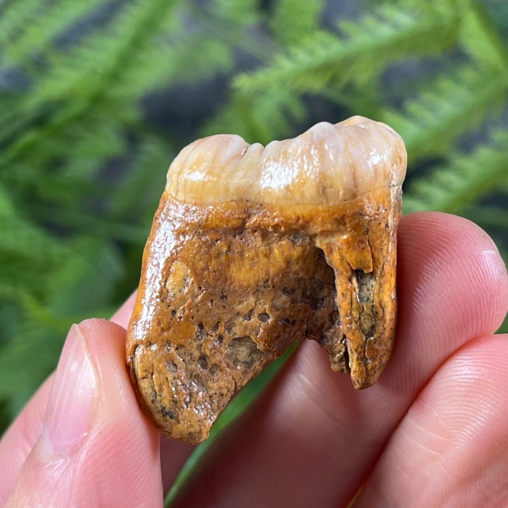 Cave Bear Tooth