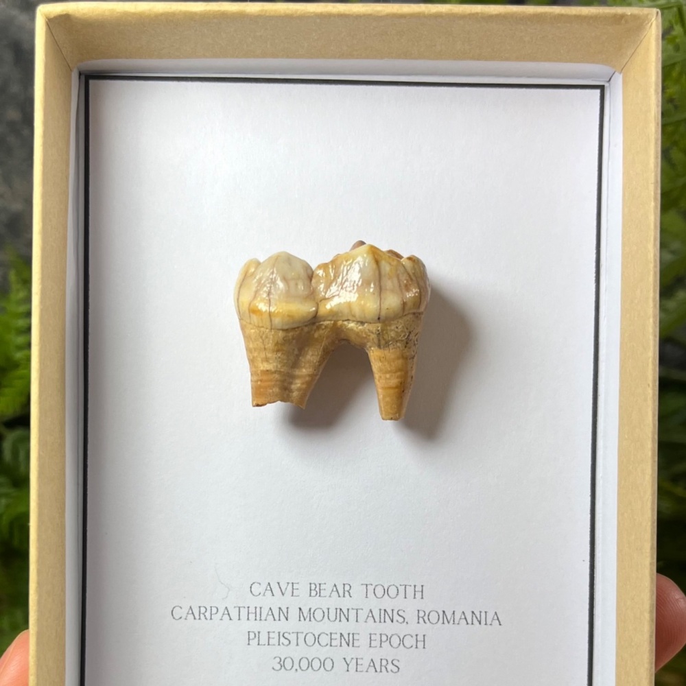 Cave Bear Tooth