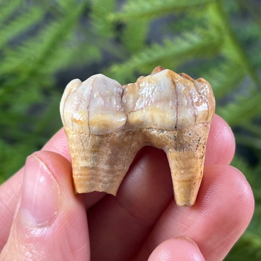 Cave Bear Tooth