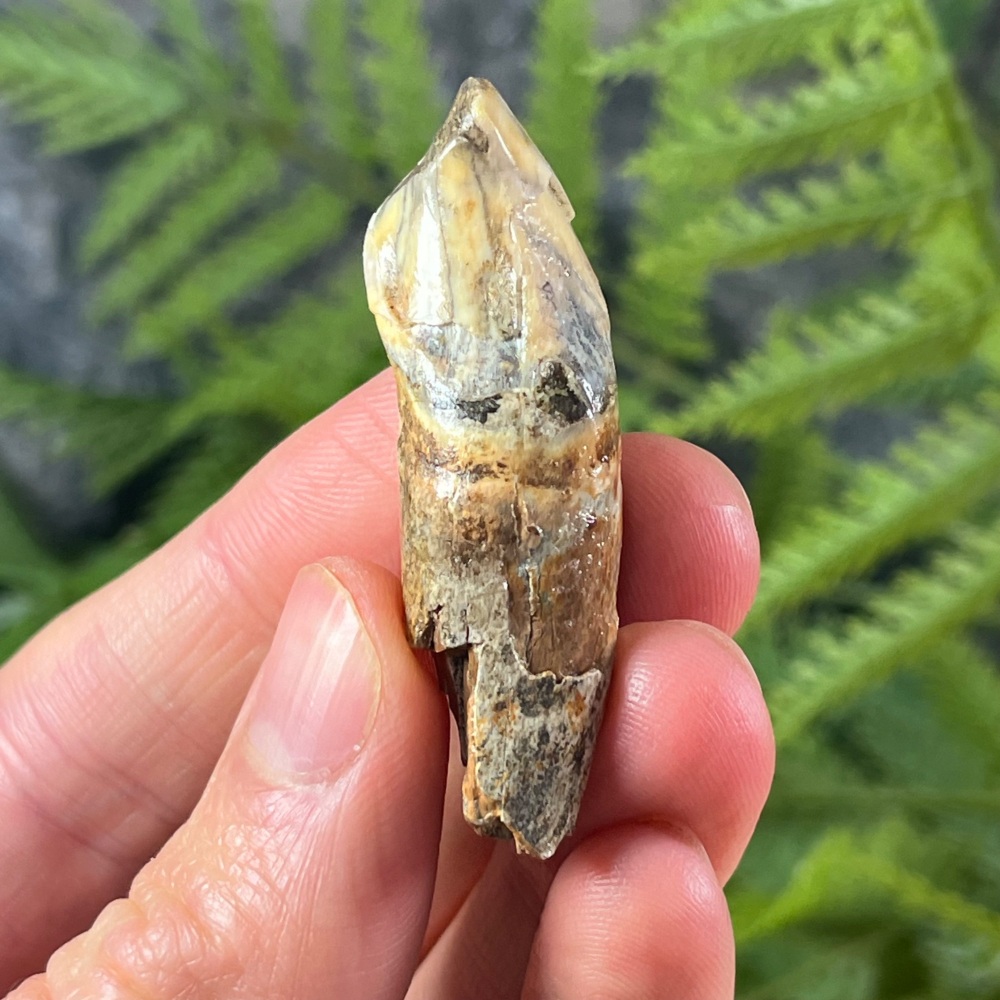 Cave Bear Tooth