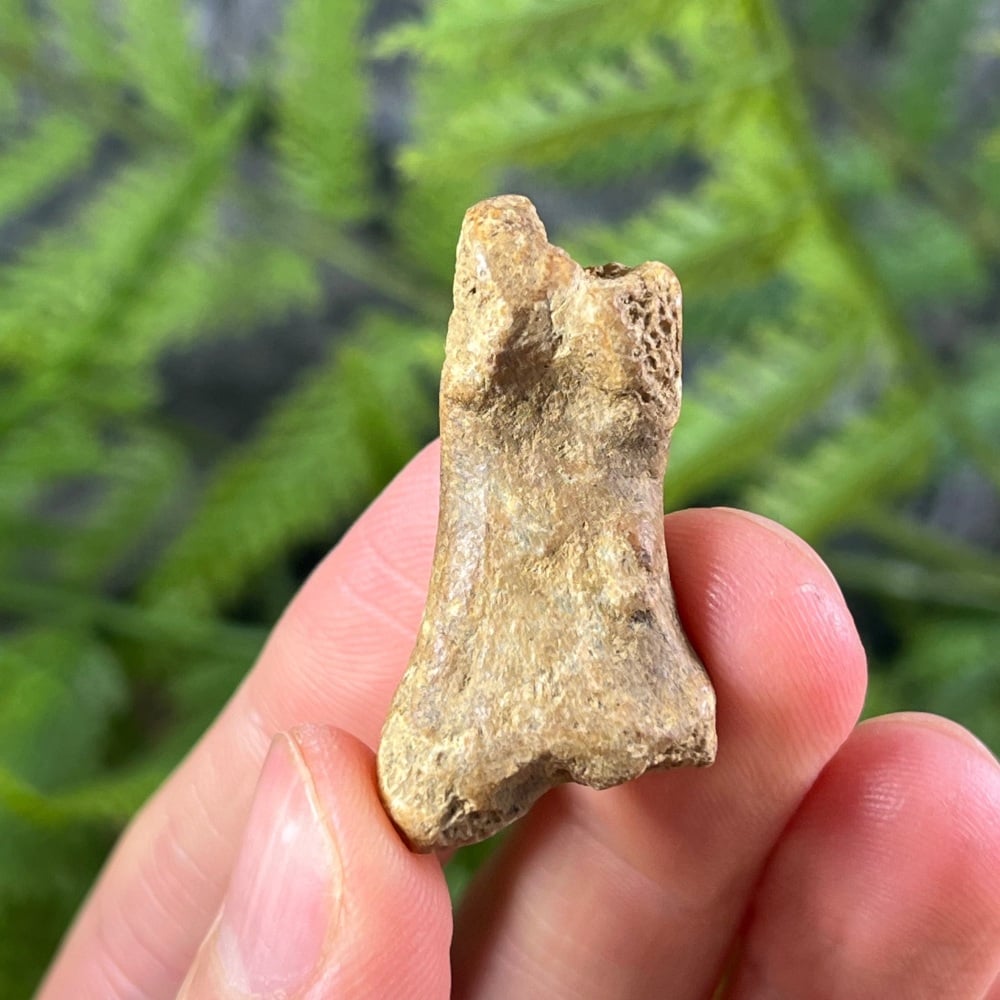 Cave Bear Digit (finger/toe bone)