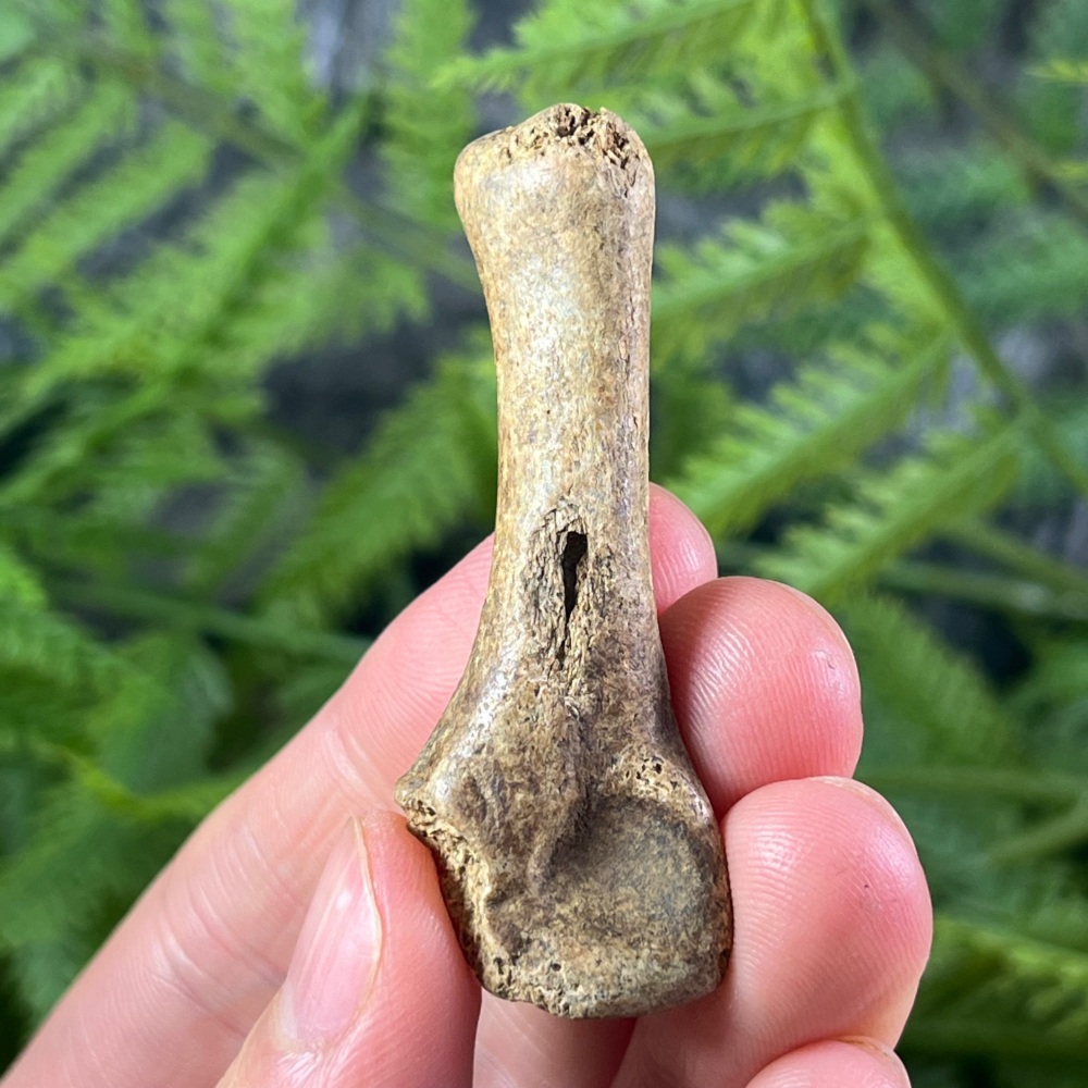Cave Bear Digit (finger/toe bone)