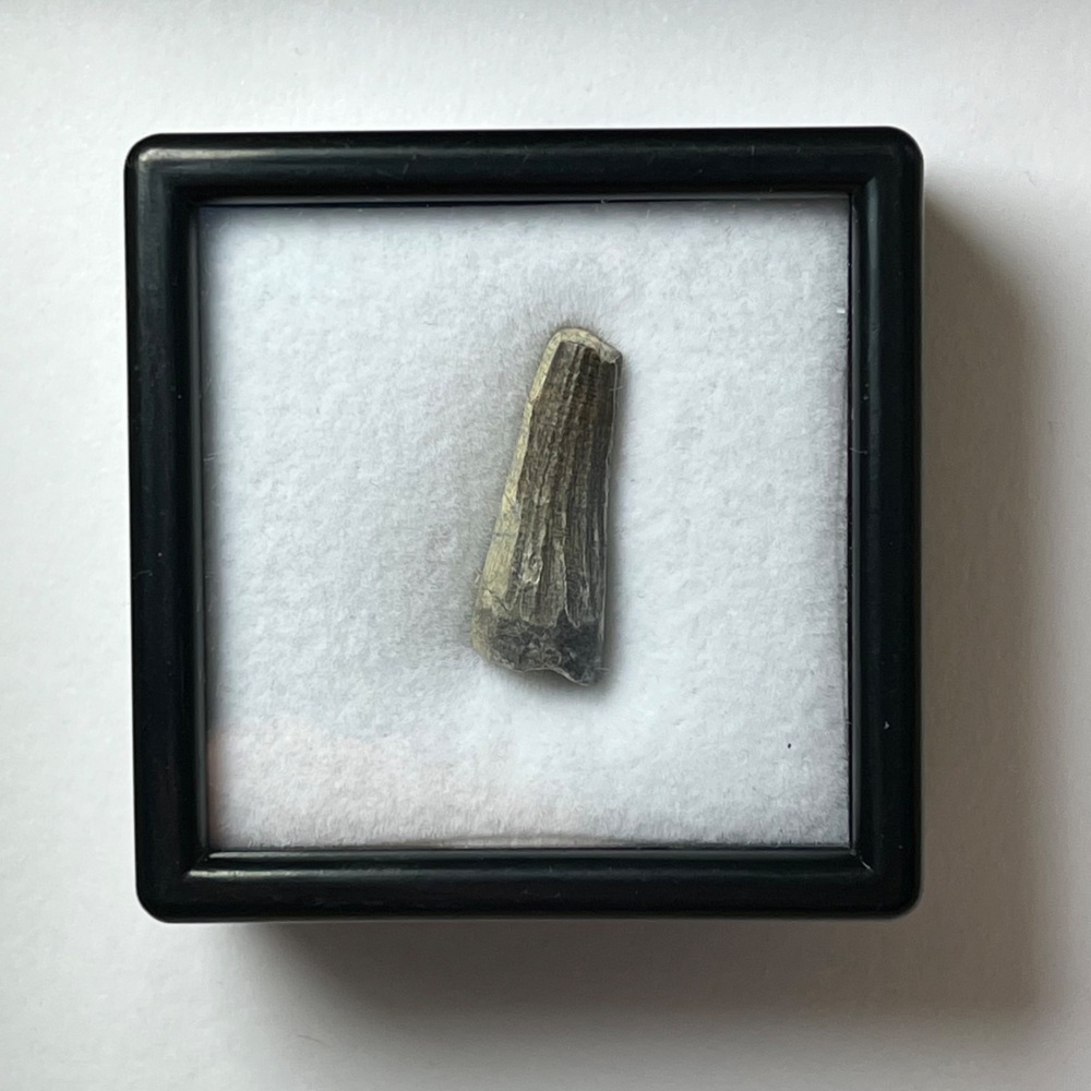 Suchomimus Tooth