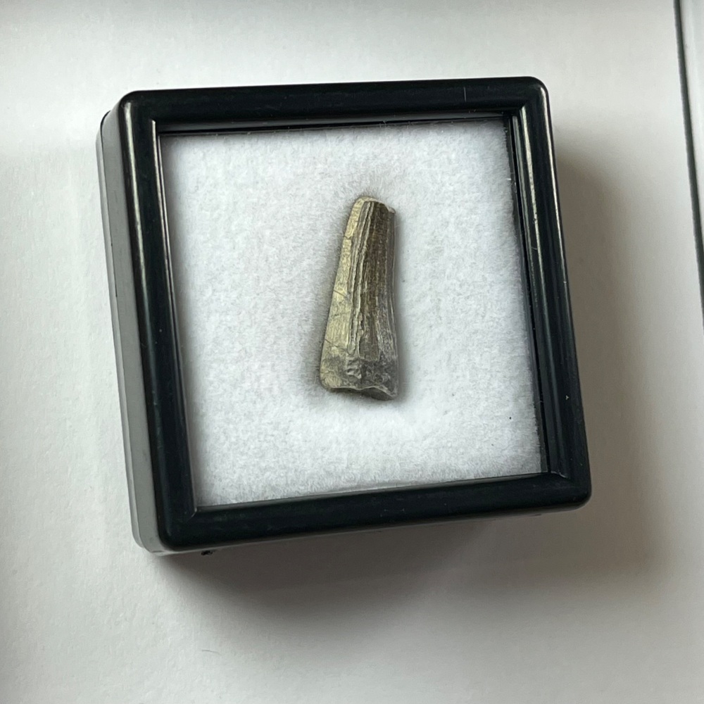 Suchomimus Tooth